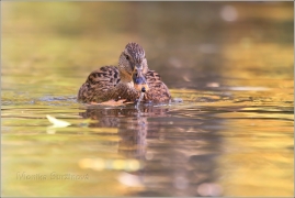 <p>KACHNA DIVOKÁ (Anas platyrhynchos) /Mallard - Stockente/</p>
